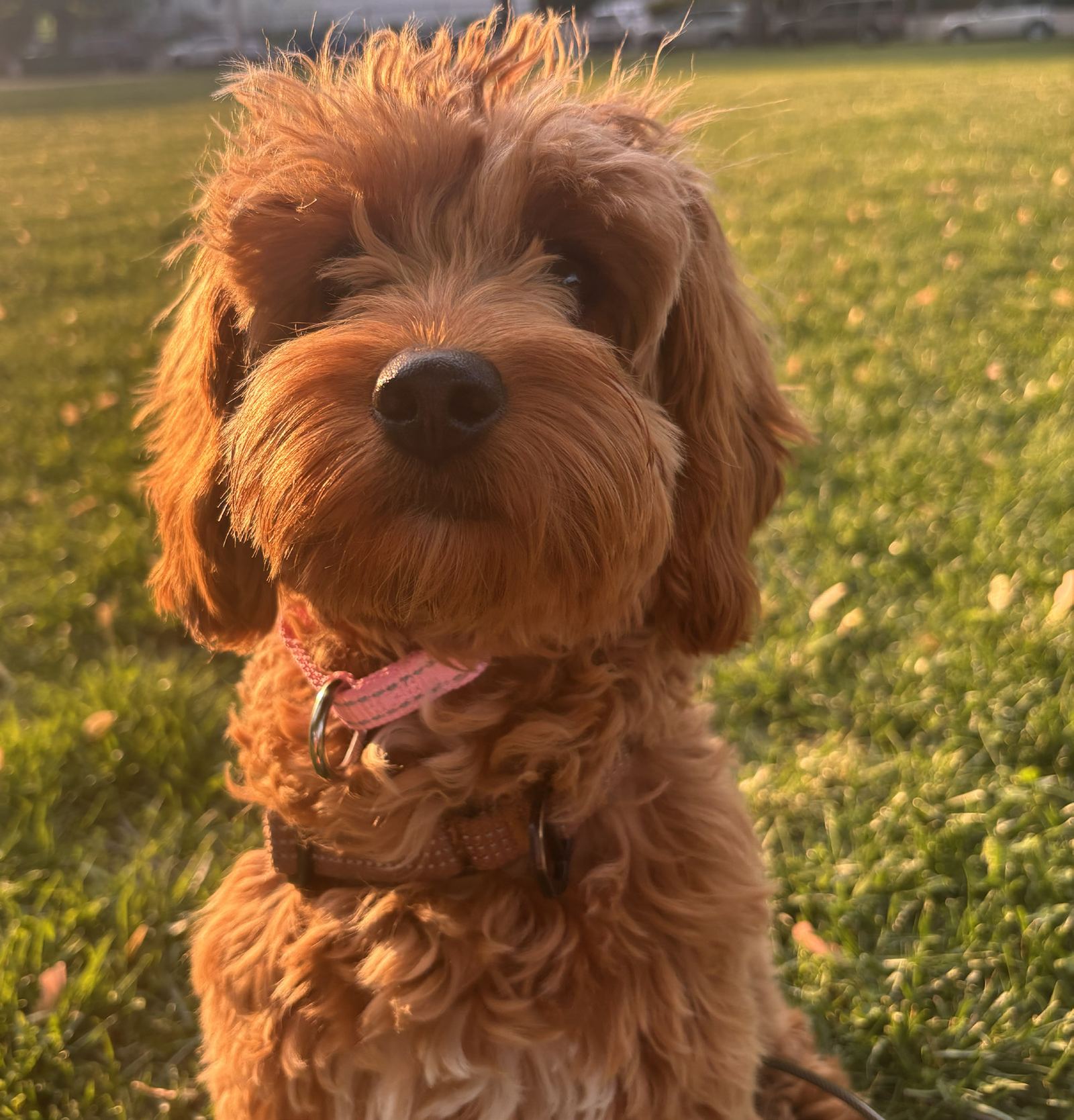 Penny, a small apricot puppy, in golden evening light